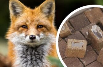 На території Прикарпаття планується проведення весняної кампанії з вакцинації