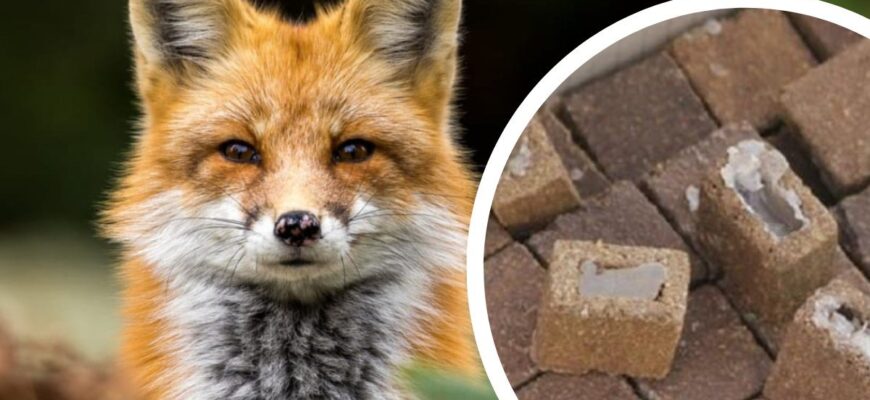 На території Прикарпаття планується проведення весняної кампанії з вакцинації