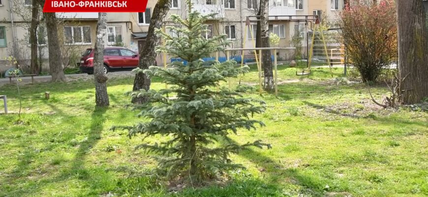 В Івано-Франківську провели акцію «Отримай саджанець - посади дерево». Відео