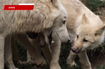 На Прикарпатті стартувала весняна кампанія з вакцинації диких тварин. Відео