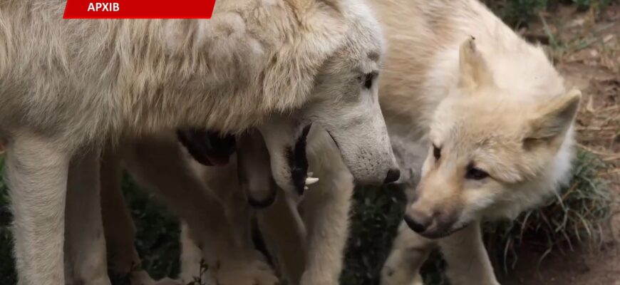 На Прикарпатті стартувала весняна кампанія з вакцинації диких тварин. Відео