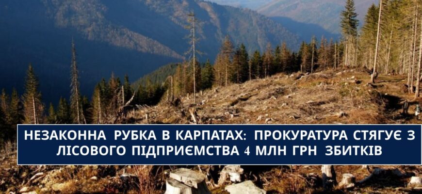 Незаконна рубка в Карпатах: прокуратура стягує з лісового підприємства 4 млн грн