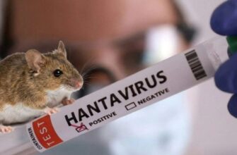 Чи варто прикарпатцям остерігатися спалаху хантавірусної інфекції? Відео