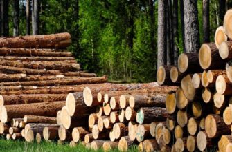 Уряд оновив оновив порядок заготівлі деревини на період воєнного стану