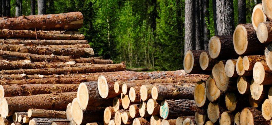 Уряд оновив оновив порядок заготівлі деревини на період воєнного стану