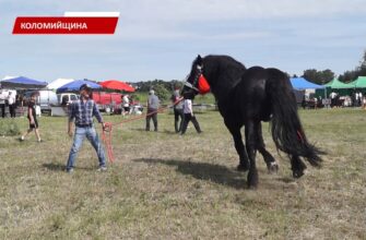 У Дебеславцях, на Коломийщині, відбувся масштабний кінний фестиваль. Відео