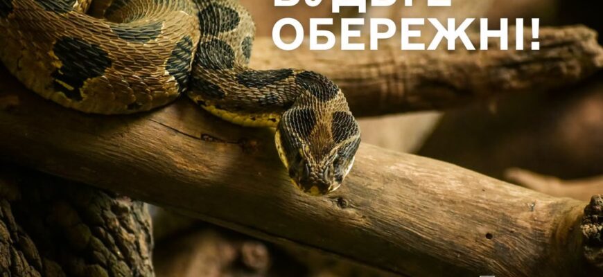 Рятувальники Прикарпаття попереджають про поширення змій
