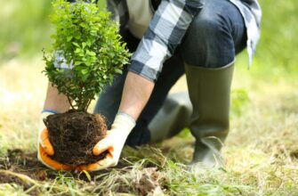 В Івано-Франківську презентували план управління зеленими насадженнями. Відео