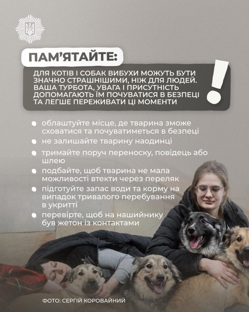 vpt vt - Як допомогти тваринам легше переживати звуки війни - rai.ua