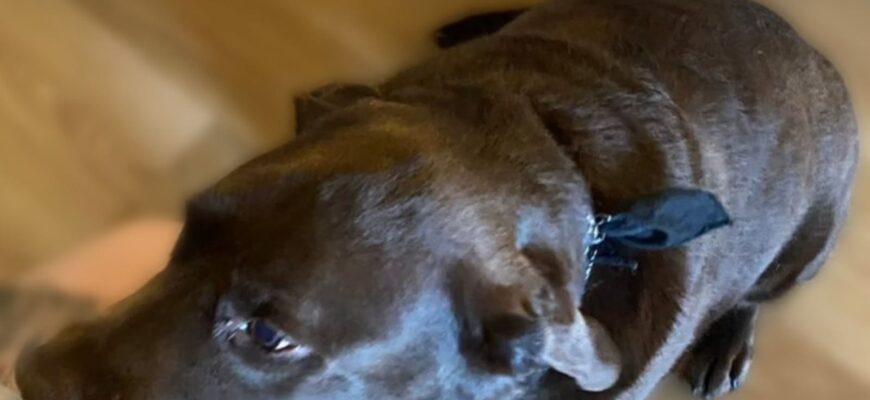 Обмотав собаці морду скотчем: поліція провела бесіду з неповнолітнім