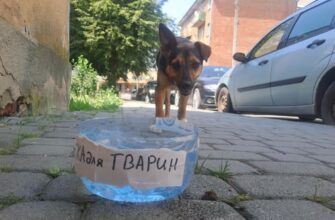 У Калуші мешканці облаштовують поїлки для тварин у період спеки