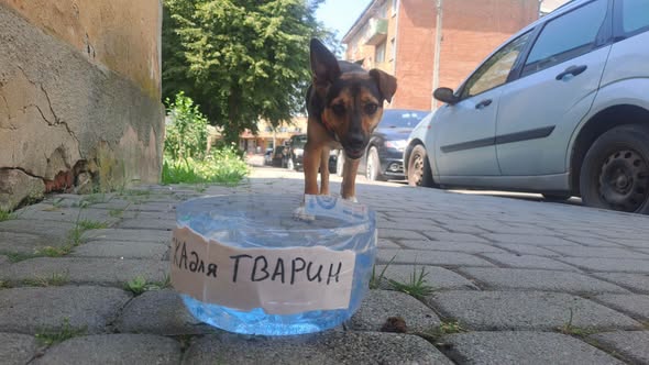 У Калуші мешканці облаштовують поїлки для тварин у період спеки