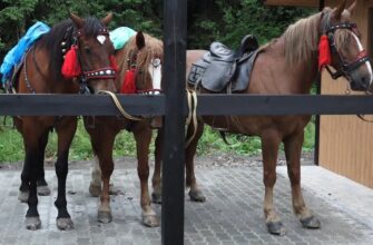 У високогірній Ворохті відкрили першу в регіоні кінну станцію. Відео