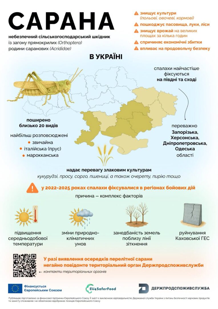 pydshd - Чи становить сарана загрозу: пояснює Держпродспоживслужба - rai.ua