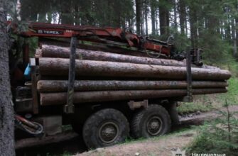 Двоє прикарпатців за гроші перевозили незаконно зрубану деревину
