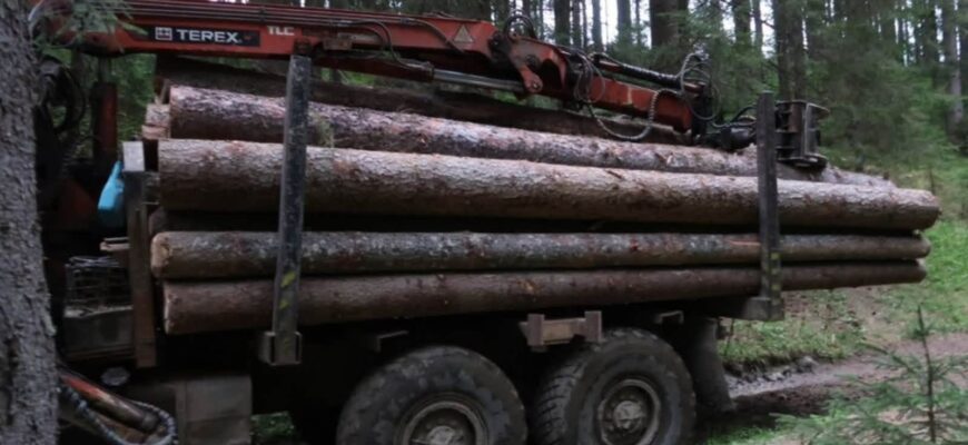 Двоє прикарпатців за гроші перевозили незаконно зрубану деревину