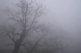 Синоптики: на Прикарпаття зійшов туман