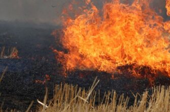 На Прикарпатті зареєстровано 34 пожежі в екосистемах: виявлено тіло жінки